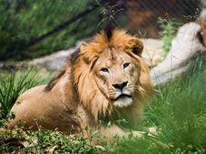 Lion Attacks Car At Bannerghatta National Park — Here's How It Can Be Avoided
