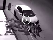 Pack Of Dogs Rip A Car Apart To Find Their Eternal Foe