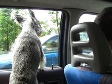 ಕಾರಿನಲ್ಲಿ ನಾಯಿ: ಸುರಕ್ಷಿತ ಸವಾರಿಗೆ ಸಲಹೆಗಳು