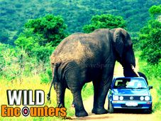 ಕಾರುಗಳ ಮೇಲೆ ಕಾಡು ಪ್ರಾಣಿಗಳ ದಾಳಿ; ಮುಂದೇನು?