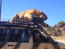 ಮಹೀಂದ್ರ ಸ್ಕಾರ್ಪಿಯೊದಲ್ಲಿ ಸಫಾರಿ ಹೊರಟ 'ರಾಜಾ ಹುಲಿ'