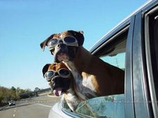 ವಿದೇಶಿಯರಿಗೆ ಭಾರತೀಯ ರಸ್ತೆಗಳು ಯಾಕಿಷ್ಟ?