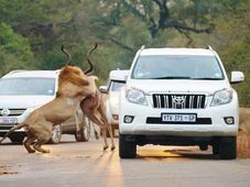 ಆಫ್ರಿಕಾ ದಟ್ಟಾರಣ್ಯದ ಹೈವೇಯಲ್ಲಿ ಸಿಂಹ ಕಾಳಗ
