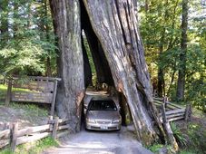 ಮೂಕ ವಿಸ್ಮಯ; 2,000 ವರ್ಷದಷ್ಟು ಹಳೆಯದಾದ ಮರದಡಿಯಲ್ಲಿ ಕಾರು ಚಾಲನೆ!