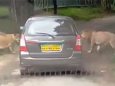 ಬನ್ನೇರುಘಟ್ಟದಲ್ಲಿ ಸಿಂಹಗಳಿಗೆ ಚೆಲ್ಲಾಟ ಪ್ರವಾಸಿಗರಿಗೆ ಪ್ರಾಣ ಸಂಕಟ!