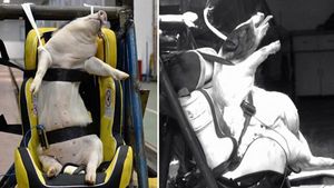 ಕ್ರಾಶ್ ಟೆಸ್ಟ್ ಗಾಗಿ ಚೀನಿ ಸಂಶೋಧಕರು ಮಾಡಿದ್ದೇನು ಗೊತ್ತಾ?