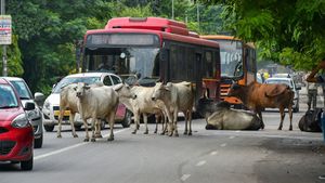 ಭಾರತದ ರಸ್ತೆಗಳಲ್ಲಿ ಇವೆಲ್ಲಾ ಕಾಮನ್..!