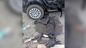 ಮಾನವೀಯತೆಯೇ ಇಲ್ವಾ: ಬೆಂಗಳೂರು ಏರ್‌ಪೋರ್ಟ್‌ ಪಾರ್ಕಿಂಗ್‌ನಲ್ಲಿ ಕಾರಿನಲ್ಲಿ ನಾಯಿ ಕೂಡಿಹಾಕಿದ.. ರಕ್ತಸ್ರಾವ!
