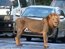 రోడ్డెక్కిన మృగరాజులు!