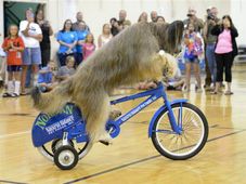 ప్రపంచంలో కెల్లా అతివేగంగా స్కూటర్ నడిపే 'కుక్క'