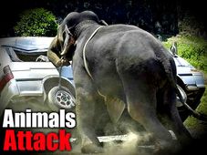 ఆఫ్రికా ఏనుగుల దాడి నుంచి కాస్తలో తప్పించుకున్నారు