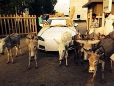 జాగ్వార్ కన్నా గాడిదే నయం అంటున్న ఫ్రస్టేటెడ్ ఇండియన్