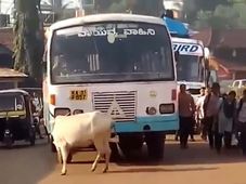 ఆవు యొక్క హృదయ విధారకమైన ప్రేమ...! తన బిడ్డను చంపిన బస్సు మీద కక్ష్య సాధింపు ప్రయత్నం.