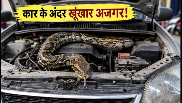 मुंबई: कार के बोनट में छिपा था 7 फीट लंबा अजगर, वीडियो देख कांप उठे लोग!