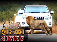 तस्‍वीरें- बीच सड़क शेरों के इस तांडव को देख लोगों के दिल बैठ गये 
