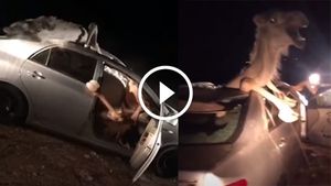 वीडियो में देखिये जब टोयोटा कोरोला में घंटों फंसा रहा ऊँट