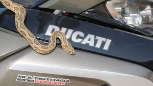 डुकाटी की लाखों की सुपरबाइक पर सफर करते हैं ये जहरीले 'सांप'