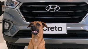 हुंडई शोरूम ने आवारा कुत्ते को बनाया सेल्समैन, दिया आईडी कार्ड और घर