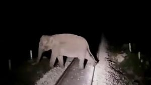 Train Stopped To Save Lives Of Elephants: तीन हाथियों की जान बचाने के लिए लोको पायलट ने रोकी ट्रेन