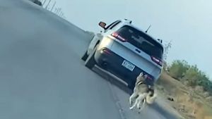 चलती गाड़ी के पीछे क्यों भागने लगते हैं कुत्ते? जानिए इसके पीछे की वजह 