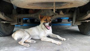 रतन टाटा ने लोगों को दी मॉनसून टिप्स, कार चलाने से पहले जरूर करें यह काम