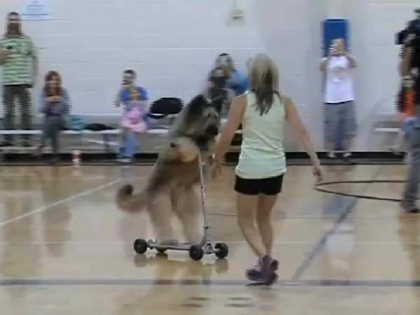 ये है दुनिया का सबसे तेज स्‍कूटर चलाने वाला कुत्‍ता 