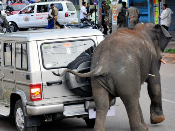 Dangerous Animals Attack On Vehicle