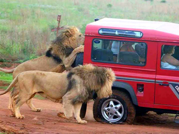 Dangerous Animals Attack On Vehicle