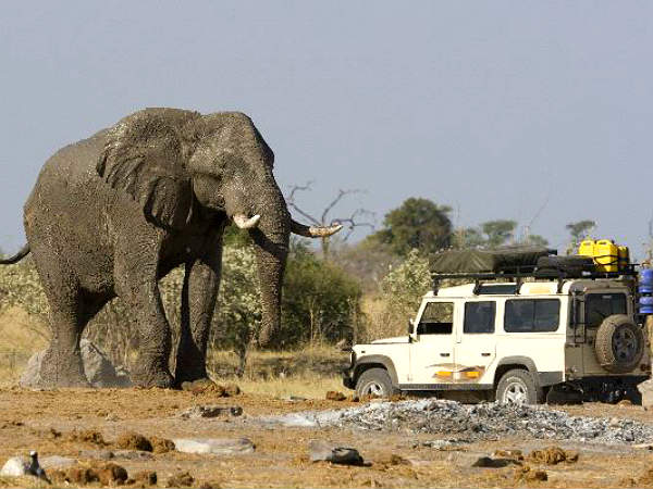 Dangerous Animals Attack On Vehicle