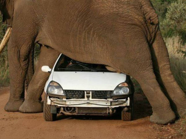 Dangerous Animals Attack On Vehicle