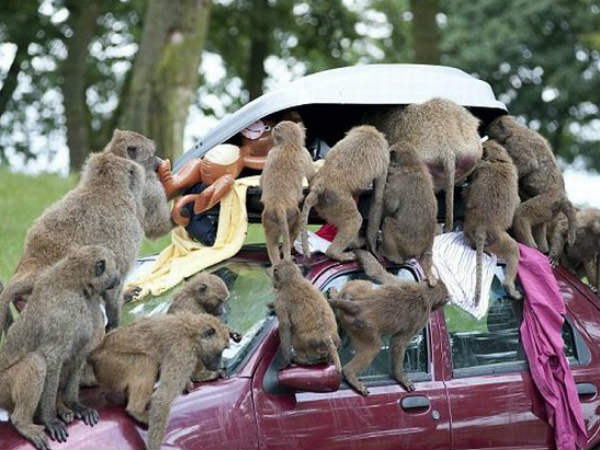 Dangerous Animals Attack On Vehicle