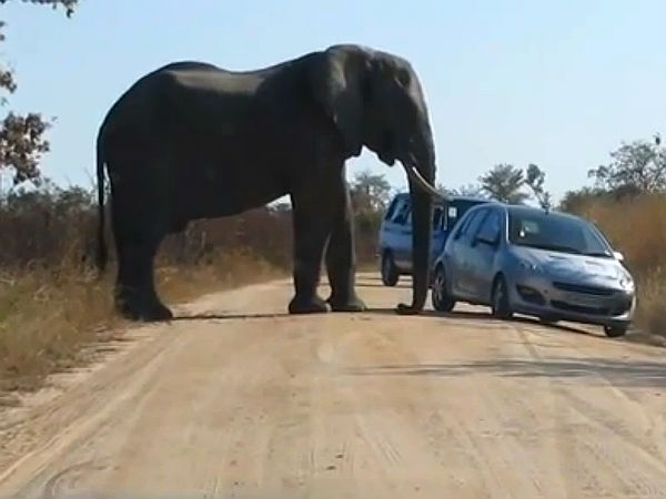 Dangerous Animals Attack On Vehicle