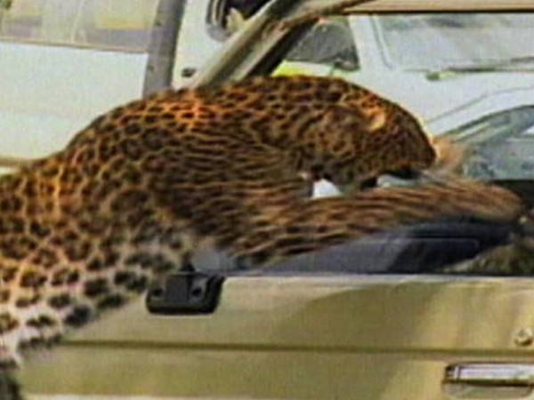 Dangerous Animals Attack On Vehicle