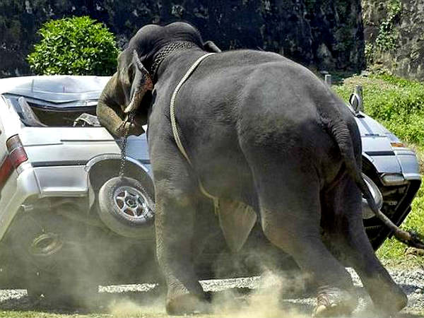 Dangerous Animals Attack On Vehicle