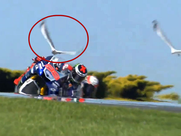 Seagull Gets Sucked Into Lorenzo’s Bike During Australian MotoGP