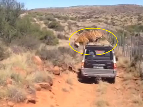 Tiger Takes Mahindra Scorpio SUV Ride