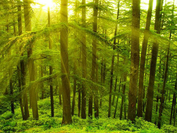 देवदार के जंगल • हिमाचल प्रदेश 