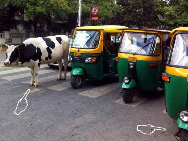 इंसान से बेहतर जानवर 