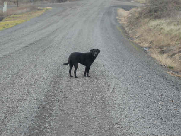 सड़क पर जानवर 