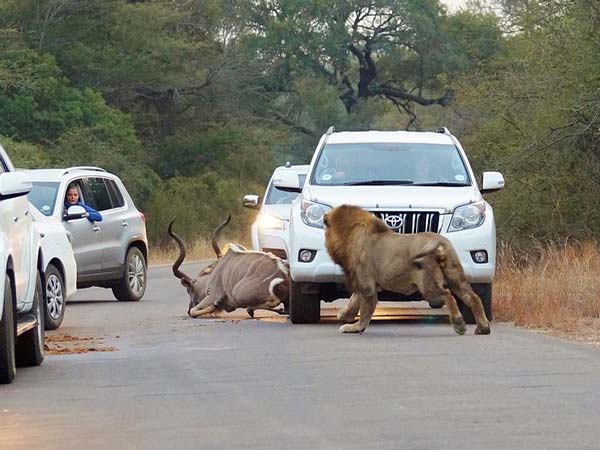 तस्‍वीरें- बीच सड़क शेरों के इस तांडव को देख लोगों के दिल बैठ गयें 