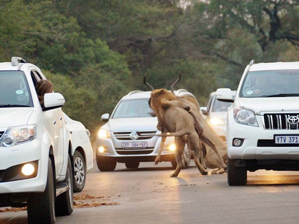 तस्‍वीरें- बीच सड़क शेरों के इस तांडव को देख लोगों के दिल बैठ गयें 