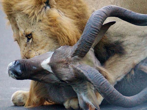 तस्‍वीरें- बीच सड़क शेरों के इस तांडव को देख लोगों के दिल बैठ गयें 