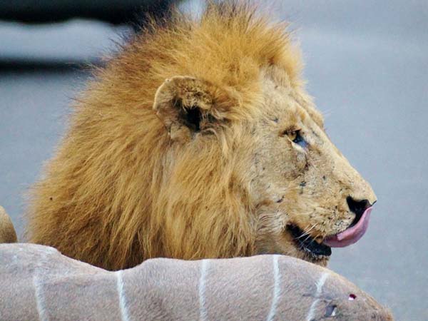 तस्‍वीरें- बीच सड़क शेरों के इस तांडव को देख लोगों के दिल बैठ गयें 