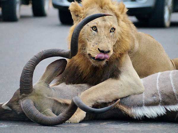 तस्‍वीरें- बीच सड़क शेरों के इस तांडव को देख लोगों के दिल बैठ गयें 