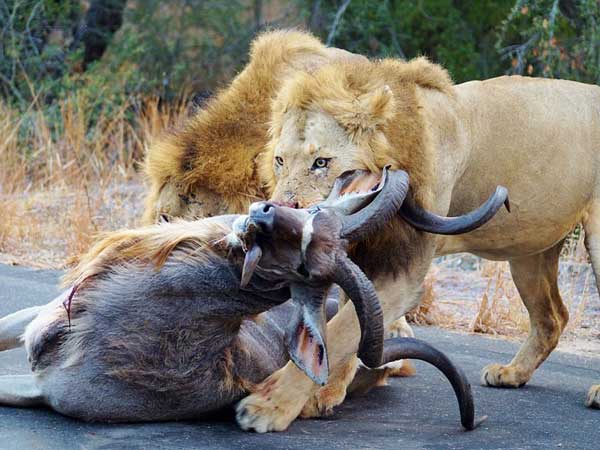 तस्‍वीरें- बीच सड़क शेरों के इस तांडव को देख लोगों के दिल बैठ गयें 