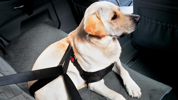 भारतीय लोग सीट-बेल्ट क्यों नहीं पहनते?