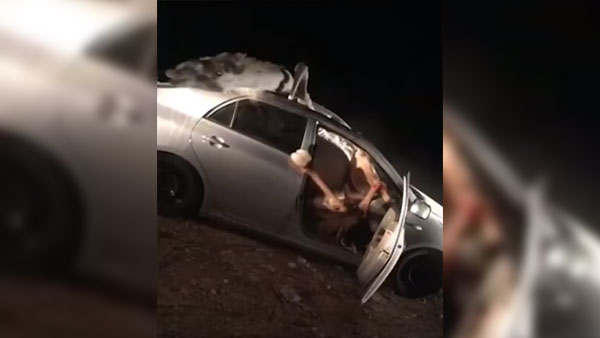 वीडियो में देखिये जब टोयोटा कोरोला में घंटों फंसा रहा ऊँट