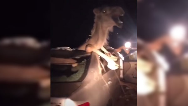 वीडियो में देखिये जब टोयोटा कोरोला में घंटों फंसा रहा ऊँट