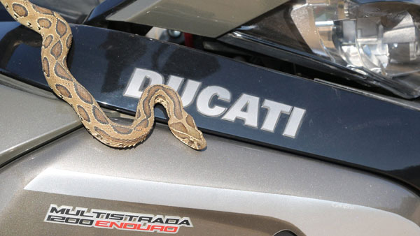 डुकाटी की लाखों की सुपरबाइक पर सफर करते हैं ये जहरीले 'सांप'