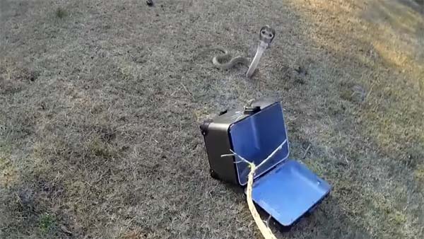 डुकाटी की लाखों की सुपरबाइक पर सफर करते हैं ये जहरीले 'सांप'